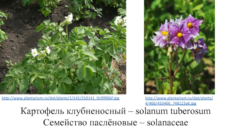 Картофель паслен клубненосный многолетнее. Паслен клубненосный классификация. Паслен клубненосный схема. Солянум туберозум. Картофель клубненосный место обитания.