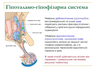 Гіпоталамо-гіпофізарна система