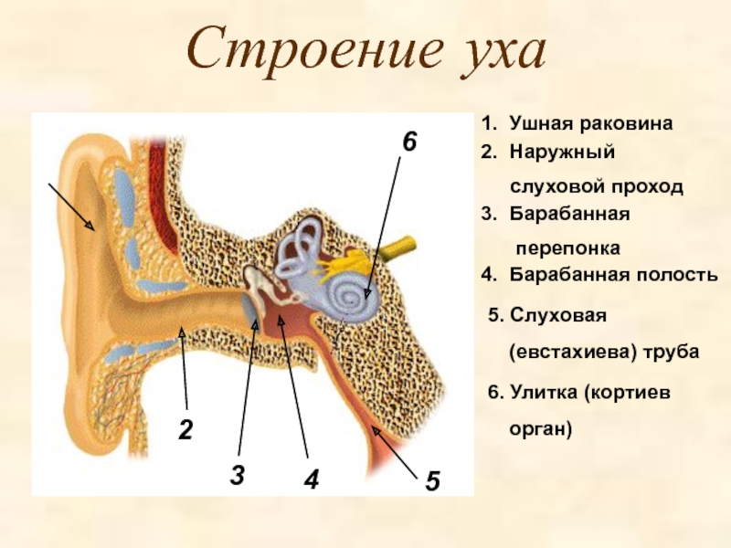 Устройство ушной раковины. Ушная раковина наружный слуховой проход барабанная перепонка. Строение уха человека евстахиева труба. Строение уха человека. Строение уха анатомия.