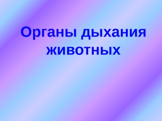 Органы дыхания животных