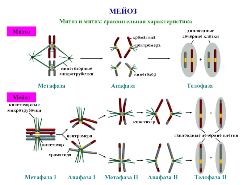 Митоз мейоз презентация