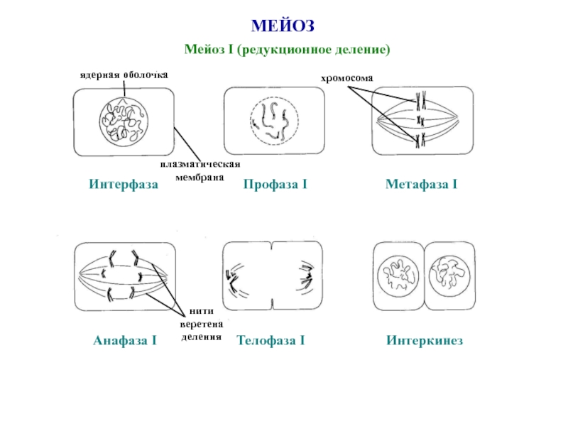 Мейоз 1 рисунок