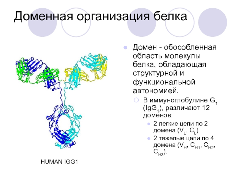 Организации белка