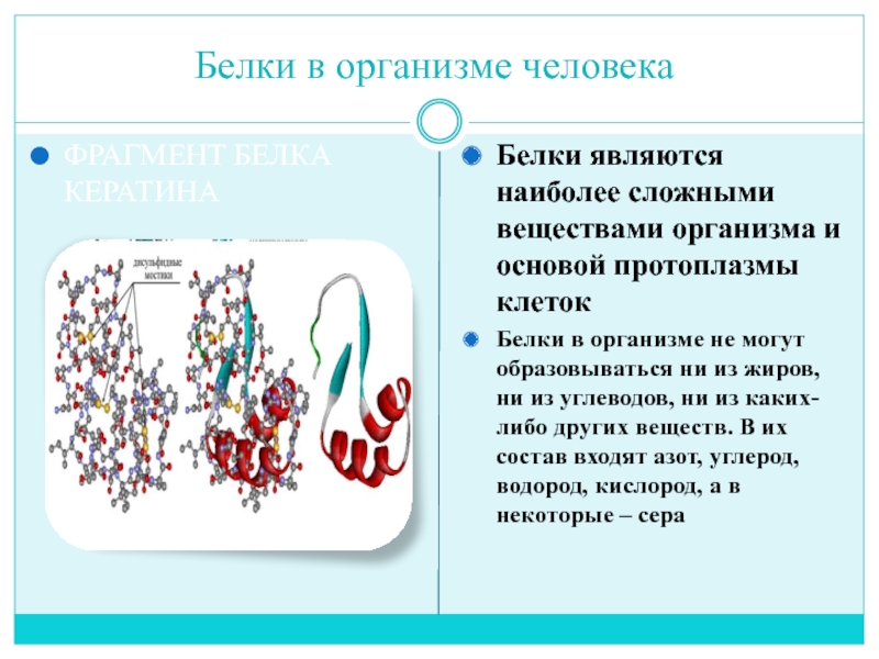 Белки в организме. Белки в организме человека. Бельки в организме человека. Содержание белков в организме человека. Роль белков в организме человека.