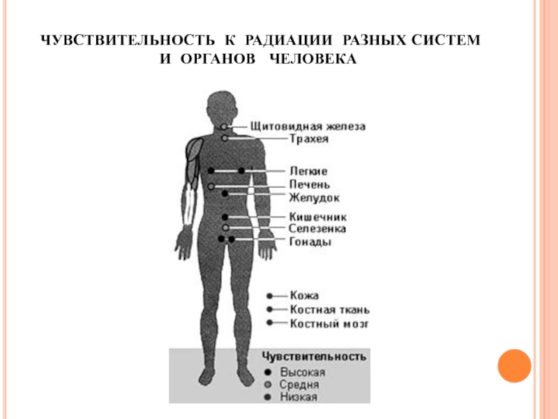 Радиация кожи. Схема биологического действия ионизирующего излучения на человека. Воздействие радиации на организм человека схема. Воздействие радиоактивного излучения на человека.