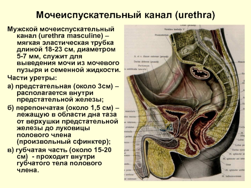 Схема мужского мочеиспускательного канала