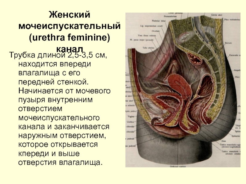 Где находится мочеиспускательный канал у женщин строение фото