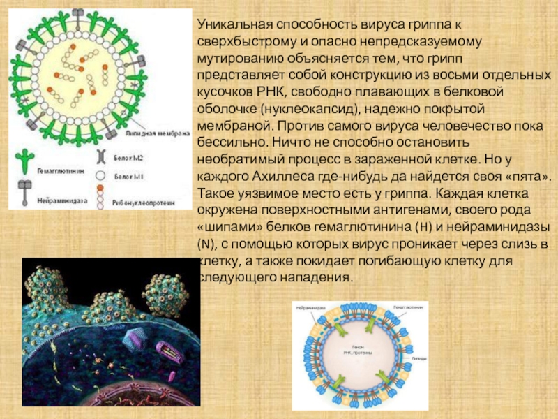 Рнк вирус гриппа а. РНК вируса гриппа. Поверхностные антигены вируса гриппа. Вирус гриппа обладает. Строение нуклеокапсида вируса гриппа а.