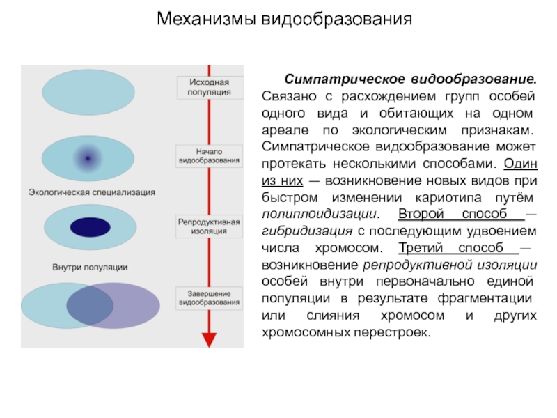 Какой способ протекания симпатрического видообразования представлен на схеме