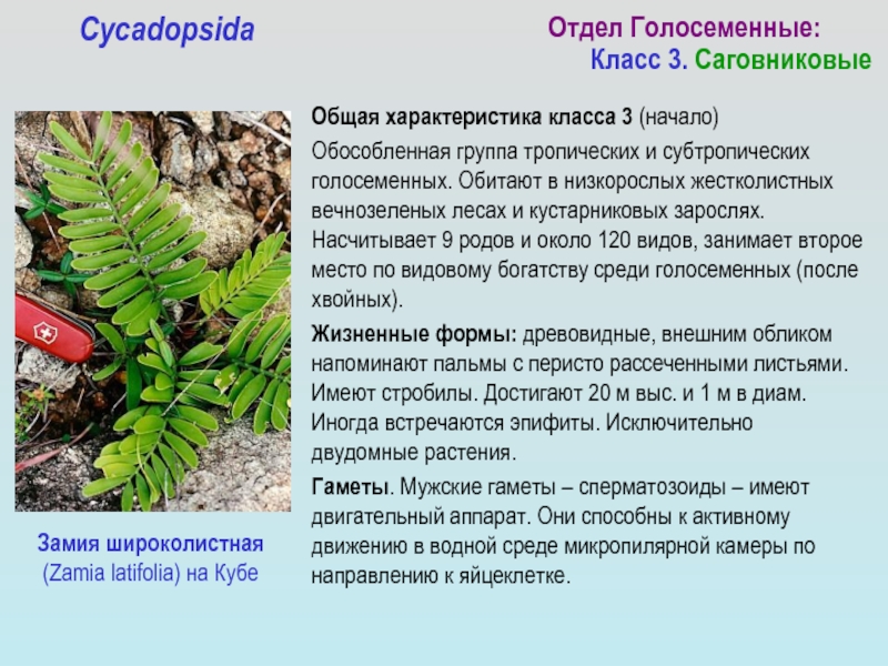 Основные признаки голосеменных. Хвойные Гинкговые Гнетовые Саговниковые. Отдел Голосеменные Саговниковые. Таблица Голосеменные Саговниковые Гинкговые. Класс Саговниковые Голосеменные растения.