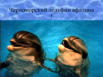 Черноморский дельфин афалина