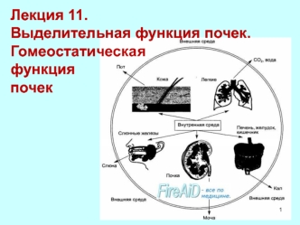 Выделительная функция почек. Гомеостатическая функция почек