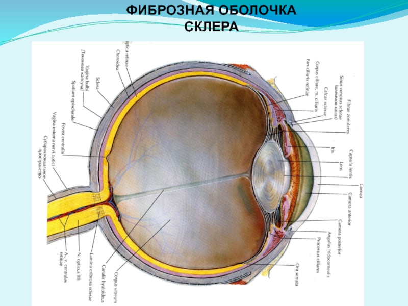 Как называется прозрачная часть белочной оболочки глаза. Фиброзная оболочка склера. Наружная фиброзная оболочка глаза. Фиброзная оболочка глазного яблока.