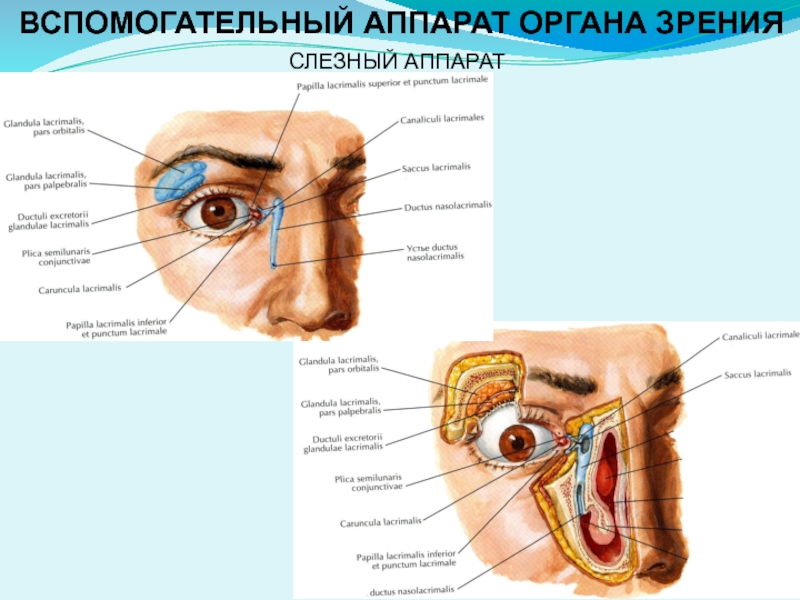 Слезные железы вспомогательный аппарат. Вспомогательный аппарат органа зрения. Вспомогательный аппарат глаза слезный аппарат. Слезный аппарат органа зрения.