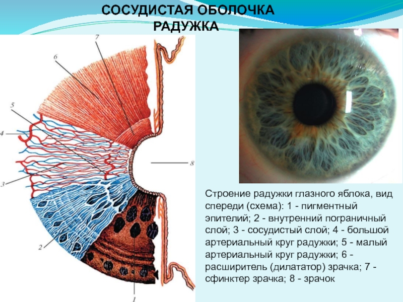 Вид мышечной ткани сужающий расширяющий зрачок глаза. Радужка глаза строение анатомия. Строение Радужки анатомия. Сосудистая оболочка глаза строение анатомия. Сосудистая оболочка радужка строение.