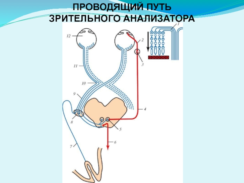 Пути анализаторов. Проводящий путь зрительного анализатора схема. Проводящий путь органа зрения. Нейроны проводящего пути зрительного анализатора. Третий Нейрон зрительного анализатора.