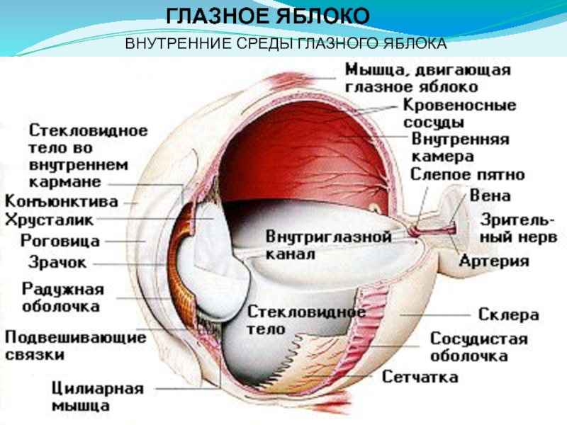 Строение глаза в картинках