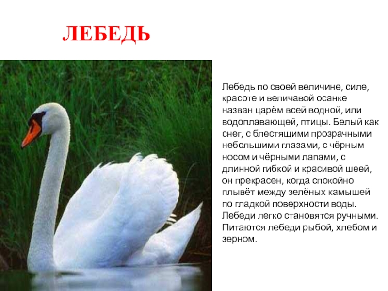 Белый лебедь произведение. Описание лебедя. Рассказ Аксакова лебедь. Лебедь царь птиц. Слово лебедь.