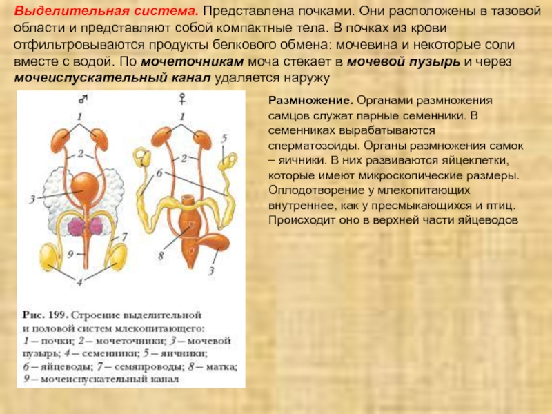 Выделительная система млекопитающих картинки