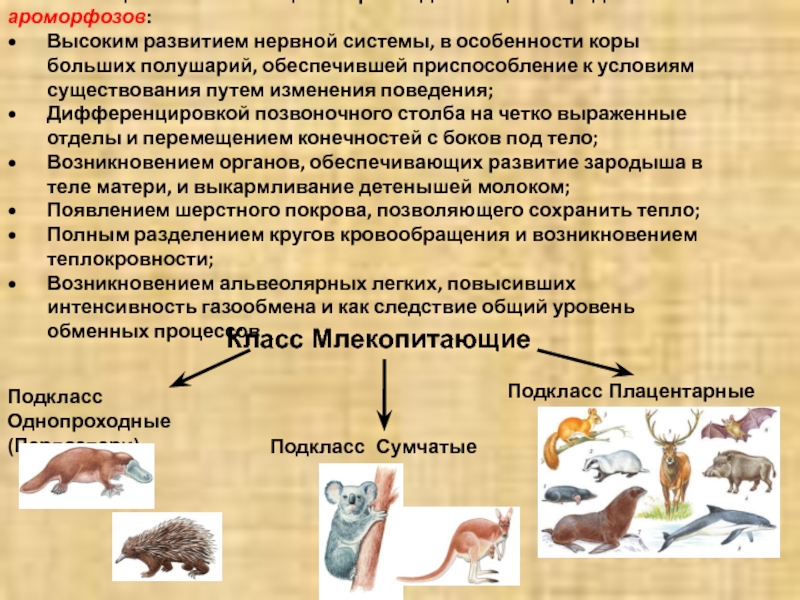 Появление рогов у копытных ароморфоз. Ароморфозы выделительной системы млекопитающих. Ароморфозы млекопитающих. Эволюция млекопитающих. Плацентарные млекопитающие ароморфозы.