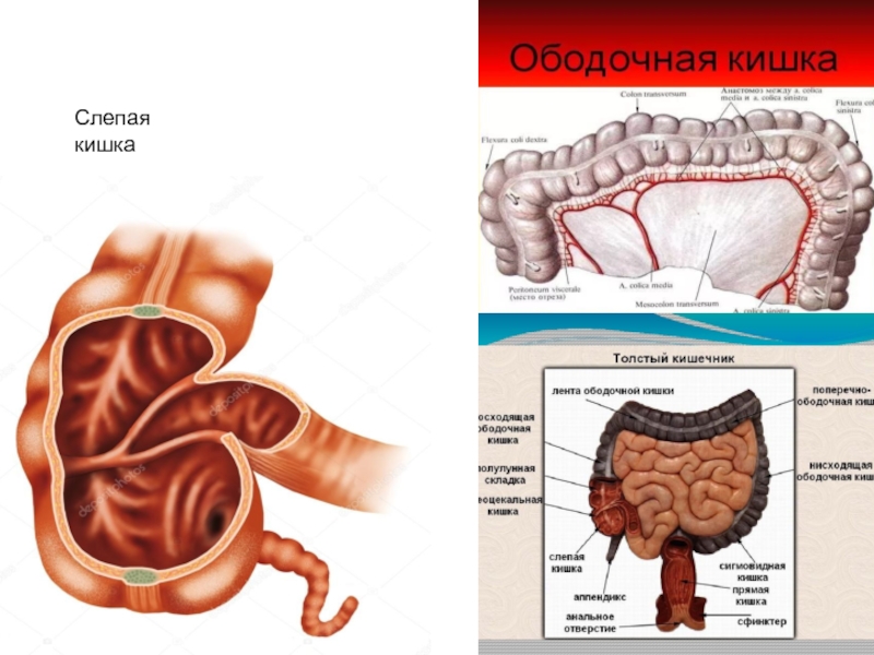 Слепая кишка на картинке