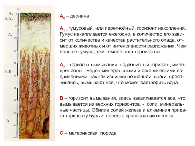 Почвы гумусового горизонта. Почвенный Горизонт дернина. Гумусовый Горизонт почв сложения. Гумусовый слой почвы. Почвы России доклад.