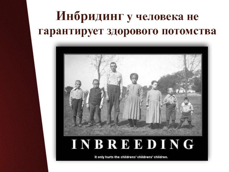 Инбридинг это. Родственное скрещивание людей. Инбридинг примеры людей. Инцухт у людей.