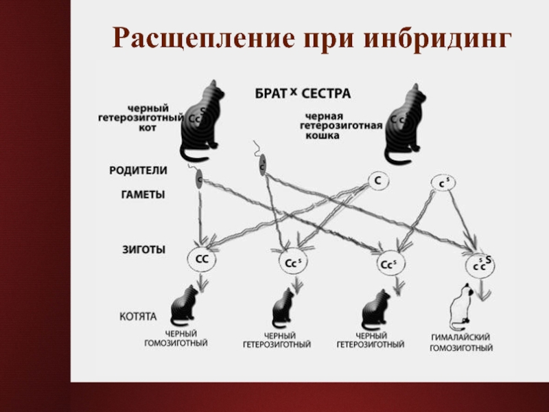 Инбредная депрессия. Методы селекции животных близкородственное скрещивание. Инбридинг примеры животных. Близкородственное скрещивание в селекции животных. Инбридинг в селекции.