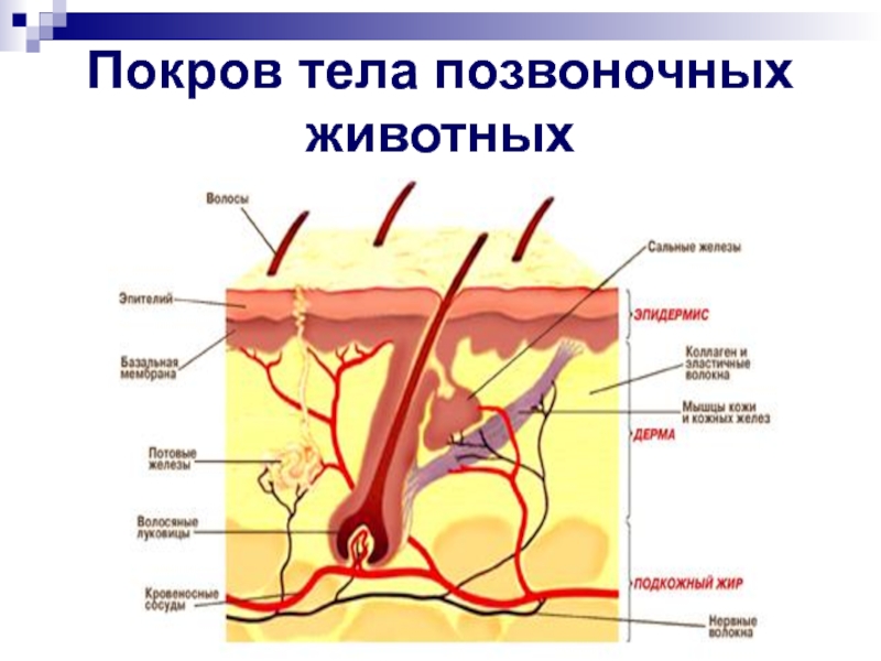 Покровы тела у животных. Строение кожных покровов позвоночных. Кожные покровы хордовых животных. Строение покровов тела. Покровы тела позвоночных животных.