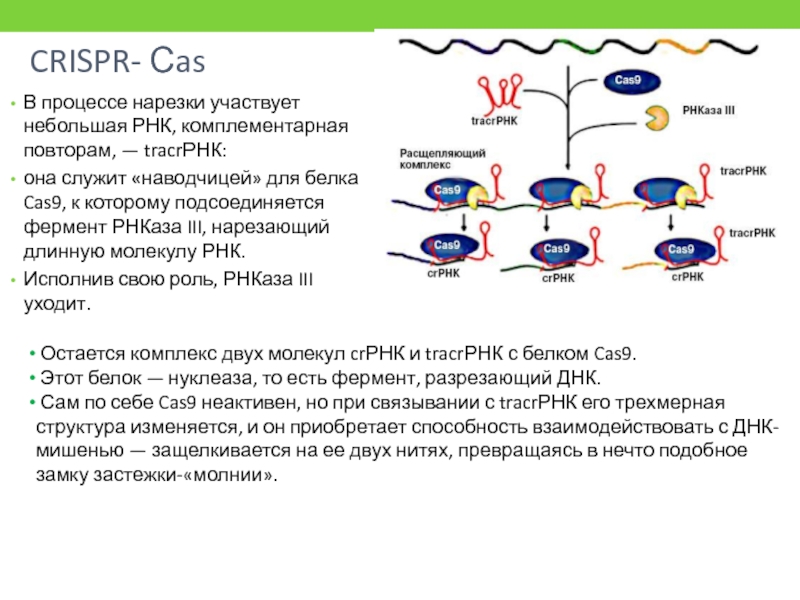 Разрушение рнк. CAS 9 белок. Организация ДНК У прокариот. РНК бактерий. У бактерий ДНК или РНК.
