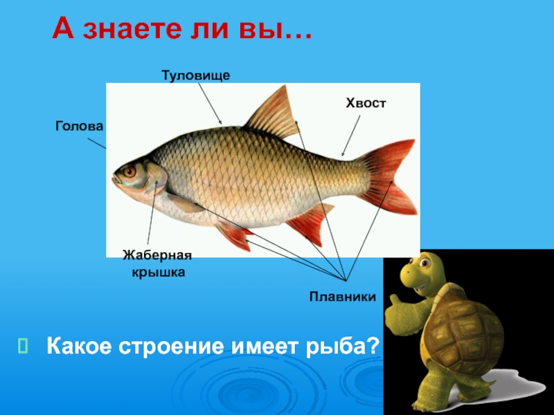 Класс рыбы плавники. Жаберная крышка у рыб. Жаберные крышки строение. Строение рыбы. Части тела рыбы.