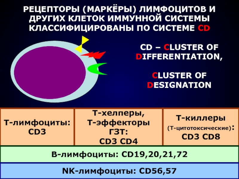 Регуляторные лимфоциты. Cd8 т-клетки, cd4 т-клетки. Адгезия cd4 рецептора т-лимфоцитов:. Маркеры цитотоксических т-лимфоцитов. Цитотоксические т-лимфоциты маркеры.