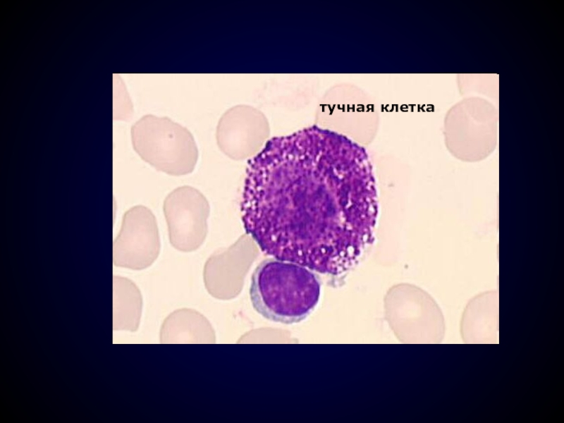 Тканевые базофилы. Тучные клетки (тканевые базофилы). Тучные клетки гистология функции. Тучные клетки лаброциты. Тканевые базофилы строение.