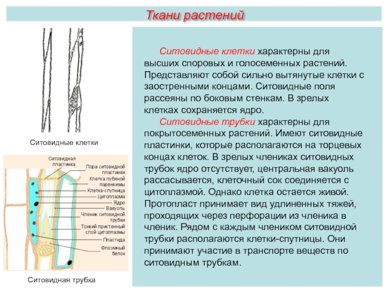 Признаки ситовидных трубок