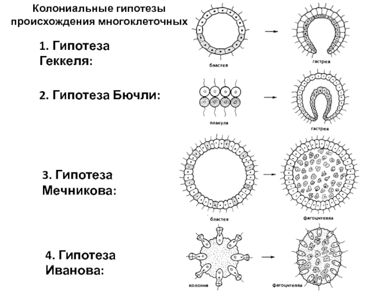 Классы многоклеточных животных. Происхождение многоклеточных. Развитие многоклеточных организмов. Характеристика многоклеточных животных. Происхождение многоклеточных животных.