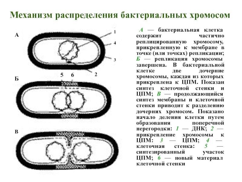 Кольцевая хромосома бактерии. Хромосома бактерий. Набор хромосом бактериальной клетки. Линейные хромосомы у бактерий.