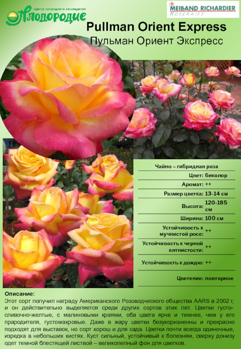 Роза симфония чайно гибридная фото и описание