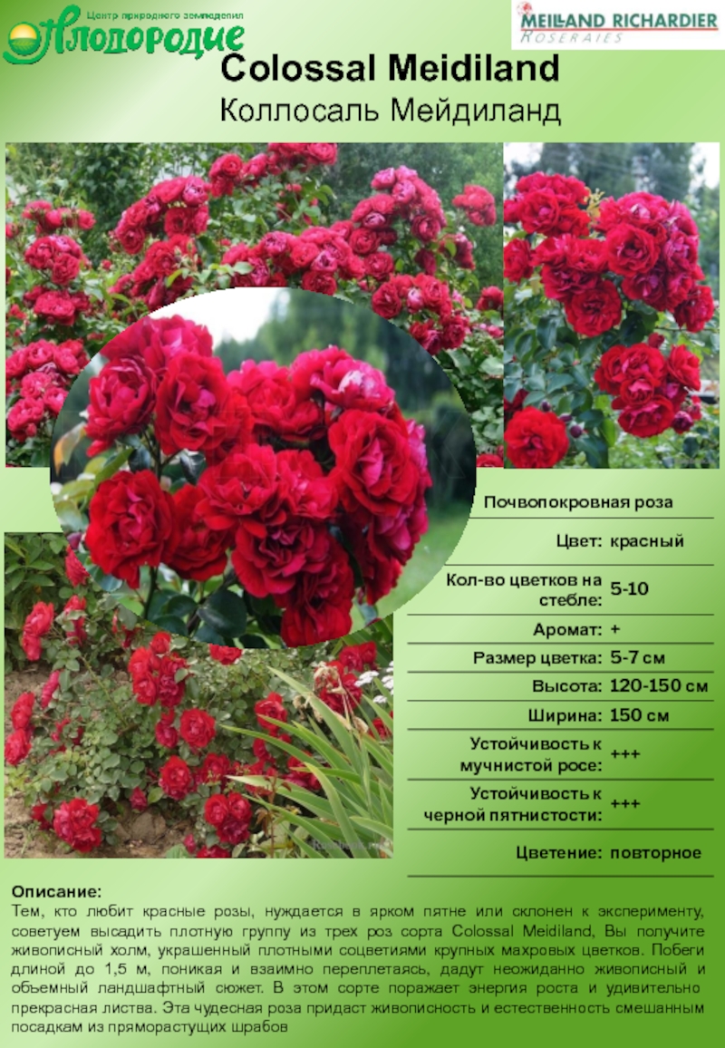Флорибунда розы описание и особенности