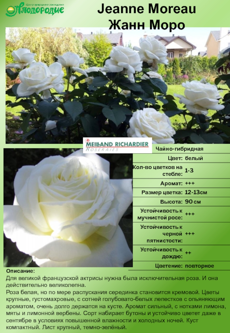 Розы флорибунда лучшие сорта фото с названиями и описанием