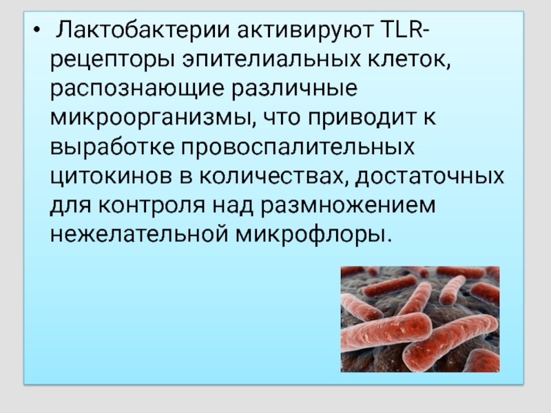 Лактобактерии это. Сообщение о лактобактерии. Роль лактобактерий. Лактобактерии кратко. Значение лактобактерий.