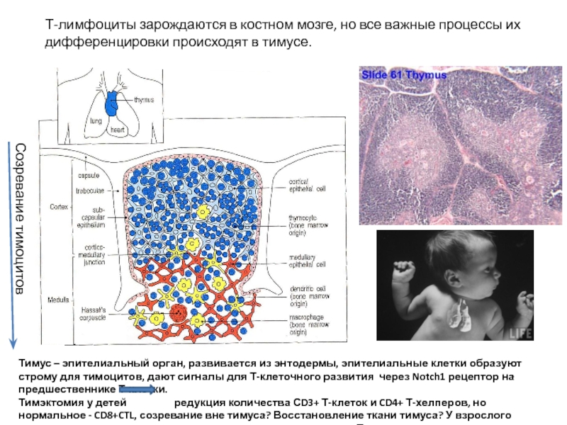 Созревание клеток костного мозга. Лимфоциты в тимусе. Т лимфоциты в тимусе. Созревание лимфоцитов в тимусе. Дифференцировка лимфоцитов в тимусе.