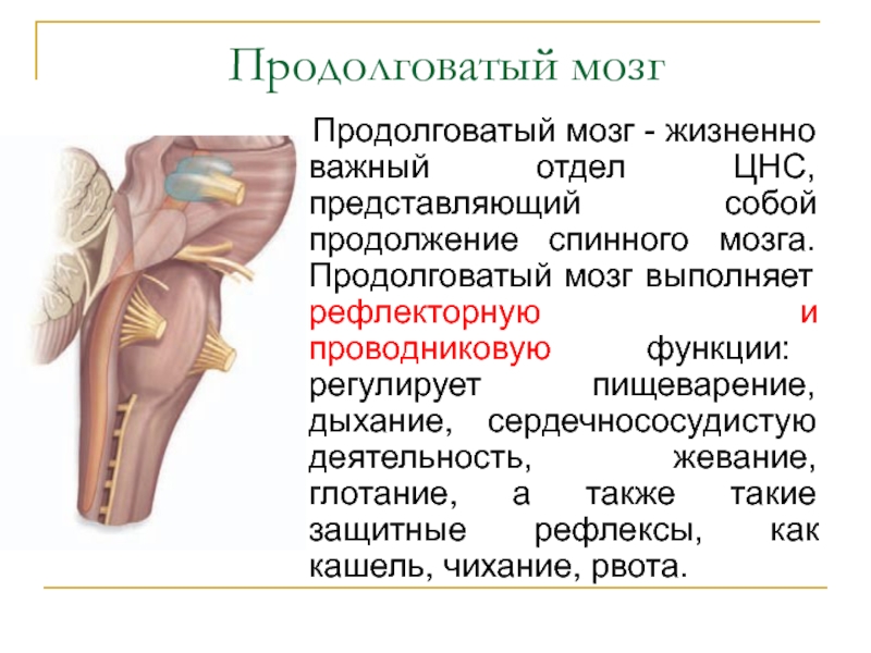 Продолговатый строение и функции. Проводниковая функция продолговатого мозга. Анатомический препарат продолговатый мозг. Отделы продолговатого мозга. Продолговатый мозг строение.