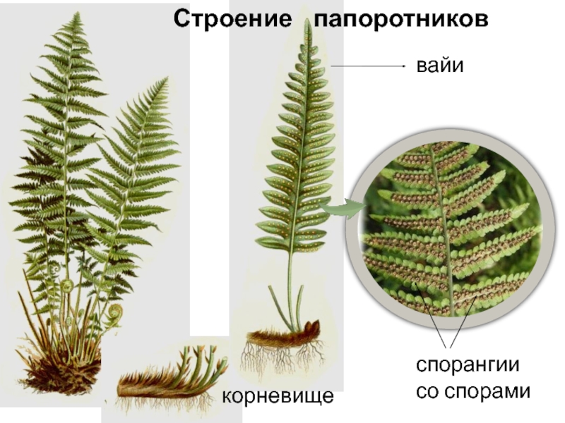 Спорангий папоротника рисунок