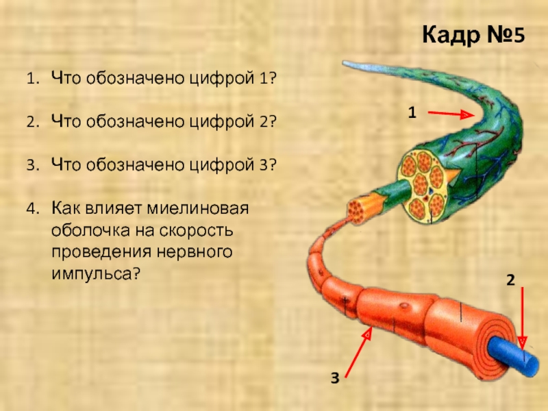 Снаружи покрыт миелиновой оболочкой