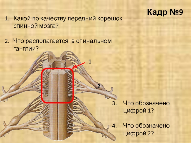 Нервный узел где. Спинной мозг корешки спинальные ганглии. Строение спинного мозга спинномозговой ганглий. Спинномозговой ганглий гистология. Передний корешок спинного мозга.