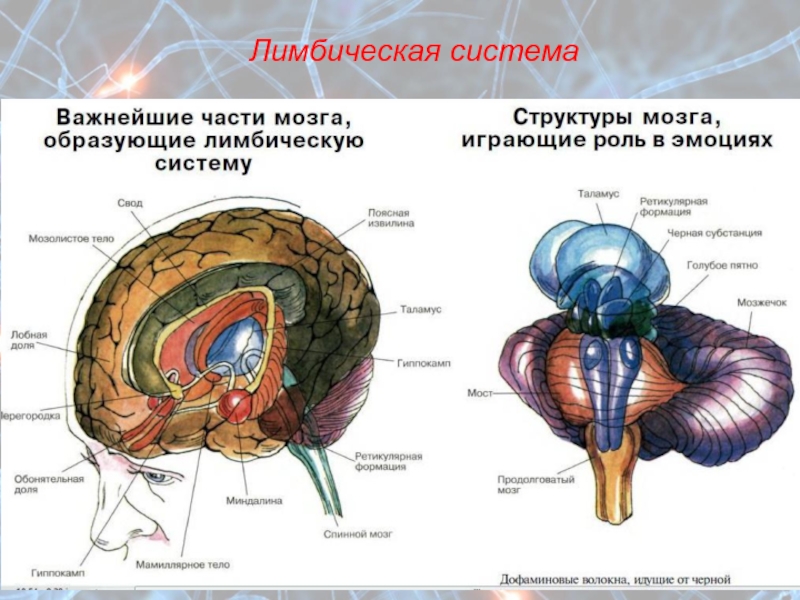 Лимбический мозг. Границы головного мозга. Кластер строение головной мозг.