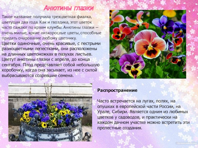 Цветы анютины глазки фото описание