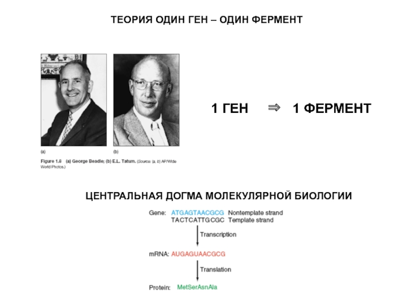 Теория 1.3. Теория один ген один фермент. Центральная Догма молекулярной биологии. Достижения молекулярной биологии. Методы молекулярной биологии презентация.