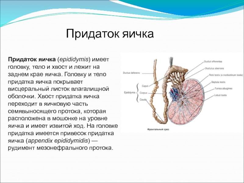 Влагалищная оболочка яичка