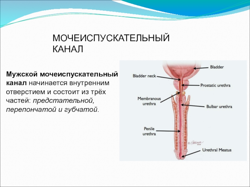 Схема мочеиспускательный канал